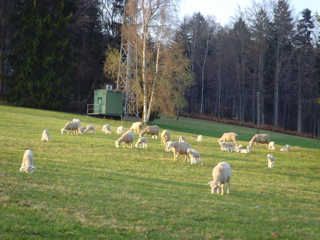 Hostal Na Zvonici Paseky nad Jizerou Exterior foto
